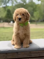 Archer, a male Miniature Goldendoodle for sale in Mayfield, KY – Photo 7 of 10