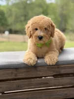 Archer, a male Miniature Goldendoodle for sale in Mayfield, KY – Photo 8 of 10