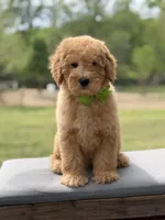Archer, a male Miniature Goldendoodle for sale in Mayfield, KY – Photo 2 of 10