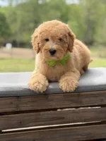 Archer, a male Miniature Goldendoodle for sale in Mayfield, KY – Photo 9 of 10