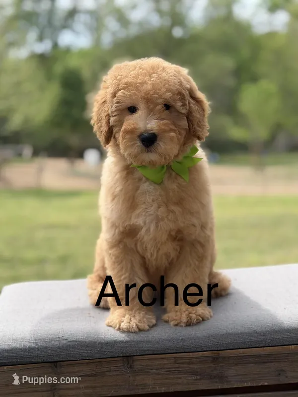 Archer – Miniature Goldendoodle puppy for sale in Mayfield, KY