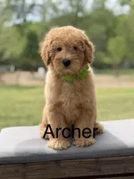 Archer, a male Miniature Goldendoodle for sale in Mayfield, KY – Photo 1 of 10