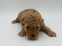 Archer, a male Miniature Goldendoodle for sale in Mayfield, KY – Photo 7 of 9