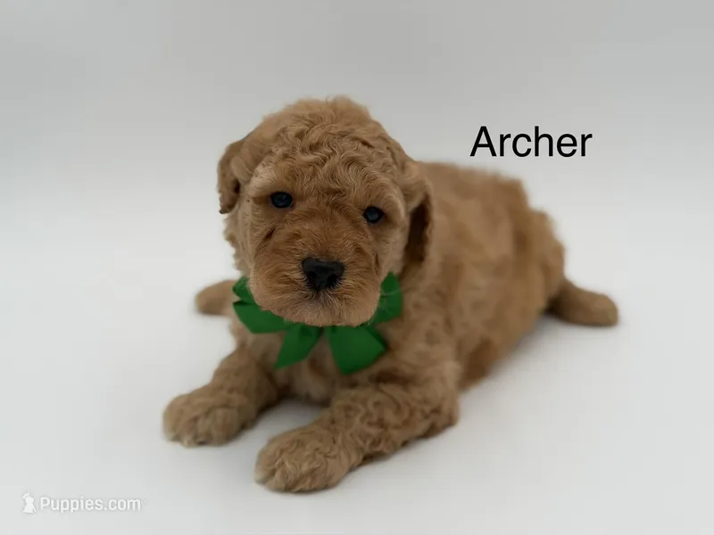 Archer, a male Miniature Goldendoodle for sale in Mayfield, KY – Photo 1 of 9