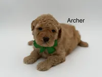 Archer, a male Miniature Goldendoodle for sale in Mayfield, KY – Photo 1 of 9