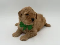 Archer, a male Miniature Goldendoodle for sale in Mayfield, KY – Photo 4 of 9