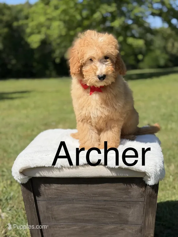 Archer – Miniature Goldendoodle puppy for sale in Mayfield, KY