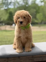 Archer, a male Miniature Goldendoodle for sale in Mayfield, KY – Photo 3 of 10