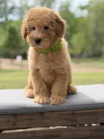 Archer, a male Miniature Goldendoodle for sale in Mayfield, KY – Photo 5 of 10