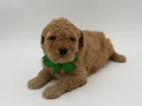 Archer, a male Miniature Goldendoodle for sale in Mayfield, KY – Photo 5 of 9