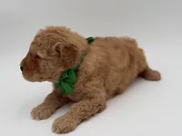 Archer, a male Miniature Goldendoodle for sale in Mayfield, KY – Photo 9 of 9