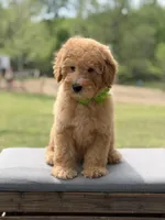 Archer, a male Miniature Goldendoodle for sale in Mayfield, KY – Photo 4 of 10