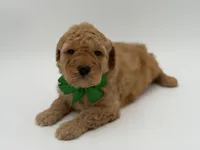 Archer, a male Miniature Goldendoodle for sale in Mayfield, KY – Photo 6 of 9