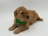 Archer, a male Miniature Goldendoodle for sale in Mayfield, KY – Photo 8 of 9