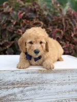 Legend, a male Miniature Goldendoodle for sale in Mayfield, KY – 9 of 10