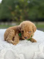 Chase , a male Miniature Goldendoodle for sale in Mayfield, KY – 9 of 10