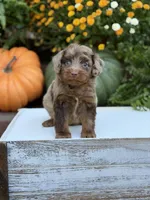 Eli, a male Miniature Aussiedoodle for sale in Mayfield, KY – 6 of 10