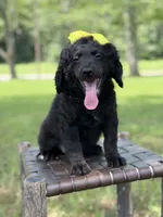 Gina, a female Miniature Bernedoodle for sale in Mayfield, KY – 3 of 10
