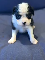 T'R, a male Aussalier for sale in Mayfield, KY – 3 of 8