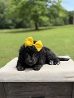 Gina, a female Miniature Bernedoodle for sale in Mayfield, KY – 3 of 9