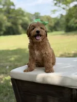Wiggles, a female Miniature Goldendoodle for sale in Mayfield, KY – 10 of 10