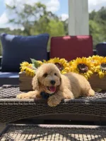 Baxter, a male Miniature Goldendoodle for sale in Mayfield, KY – 8 of 10