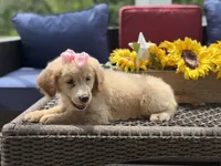 Angel, a female Miniature Goldendoodle for sale in Mayfield, KY – 8 of 10