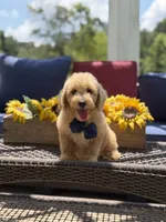 Baxter, a male Miniature Goldendoodle for sale in Mayfield, KY – 9 of 10