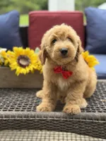 Aiden, a male Miniature Goldendoodle for sale in Mayfield, KY – 3 of 10