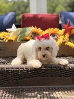 Adrian, a female Miniature Goldendoodle for sale in Mayfield, KY – 2 of 10