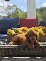 Buzz, a male Miniature Goldendoodle for sale in Mayfield, KY – 10 of 10