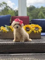 Bailey , a female Miniature Goldendoodle for sale in Mayfield, KY – 2 of 10