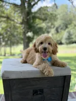 Bucky, a male Miniature Goldendoodle for sale in Mayfield, KY – 7 of 10