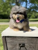 Thor, a male Miniature Bernedoodle for sale in Mayfield, KY – 6 of 10