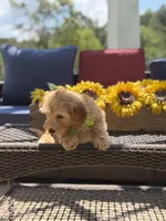 Bucky, a male Miniature Goldendoodle for sale in Mayfield, KY – 9 of 9