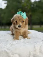 Cassie, a female Miniature Goldendoodle for sale in Mayfield, KY – 8 of 10