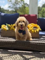 Baxter, a male Miniature Goldendoodle for sale in Mayfield, KY – 7 of 10