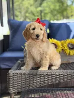 Dolly , a female Goldendoodle for sale in Mayfield, KY – 2 of 10