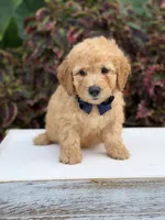 Legend, a male Miniature Goldendoodle for sale in Mayfield, KY – 3 of 10