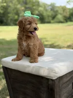 Wiggles, a female Miniature Goldendoodle for sale in Mayfield, KY – 4 of 10