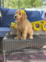 Dora, a female Goldendoodle for sale in Mayfield, KY – 9 of 10