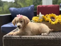 Angel, a female Miniature Goldendoodle for sale in Mayfield, KY – 10 of 10
