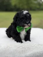 Duke , a male Miniature Bernedoodle for sale in Mayfield, KY – 9 of 9