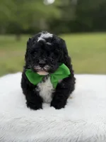 Duke , a male Miniature Bernedoodle for sale in Mayfield, KY – 2 of 9
