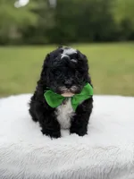 Duke , a male Miniature Bernedoodle for sale in Mayfield, KY – 4 of 9