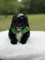 Duke , a male Miniature Bernedoodle for sale in Mayfield, KY – 3 of 9