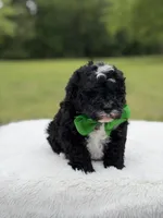 Duke , a male Miniature Bernedoodle for sale in Mayfield, KY – 8 of 9