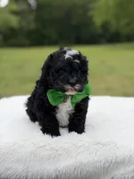 Duke , a male Miniature Bernedoodle for sale in Mayfield, KY – 6 of 9