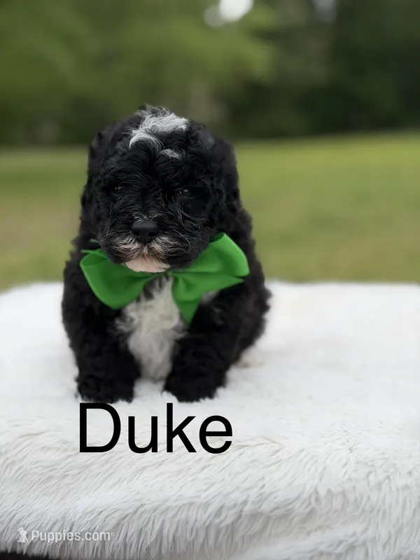 Duke  – Miniature Bernedoodle puppy for sale in Mayfield, KY