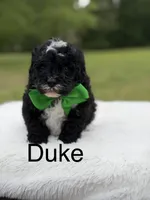 Duke , a male Miniature Bernedoodle for sale in Mayfield, KY – 1 of 9